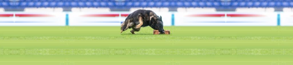 Pastor alemán realizando ejercicio de identificación de objetos en competencia de deporte canino IGP