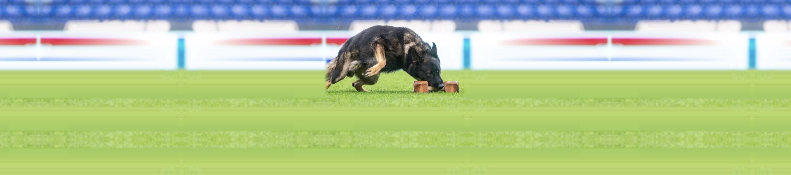 Pastor alemán realizando ejercicio de identificación de objetos en competencia de deporte canino IGP