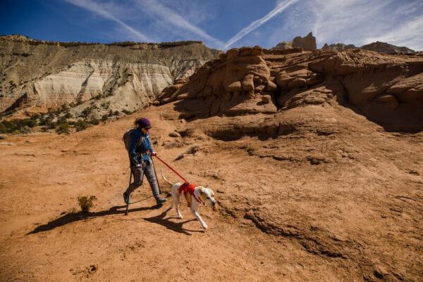 Persona caminando por terreno rocoso con un perro blanco que usa el arnés Web Master